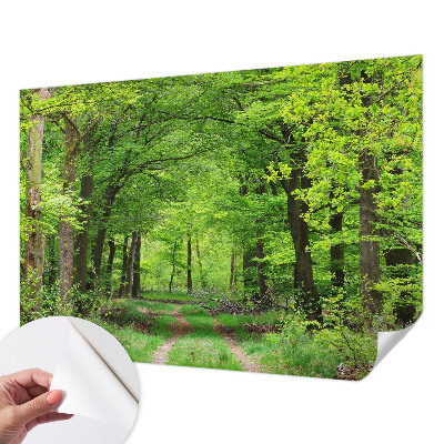 Papel de parede 3D Trilha na floresta