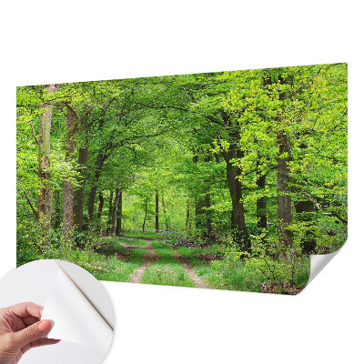 Papel de parede 3D Trilha na floresta