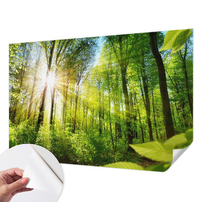 Papel de parede para criança com estampa Luz da Floresta
