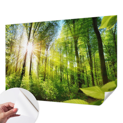 Papel de parede para criança com estampa Luz da Floresta