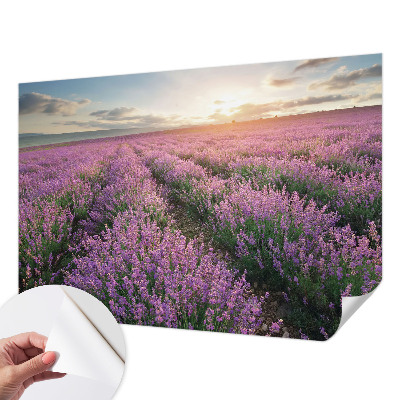 Papel de parede para criança campos de lavanda