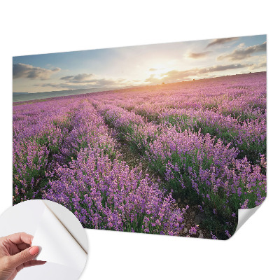 Papel de parede para criança campos de lavanda