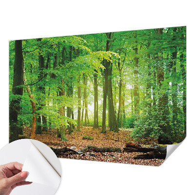 Papel de parede autocolante para sala Floresta verde