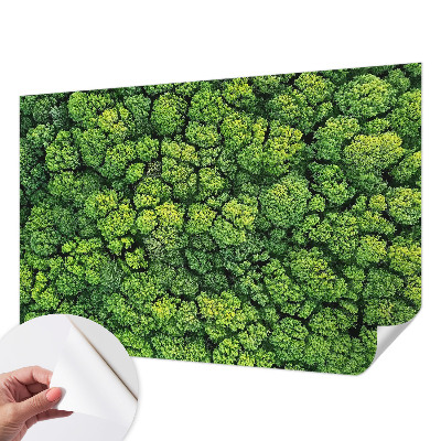 Papel de parede 3D Panorama da floresta