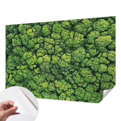 Papel de parede 3D Panorama da floresta