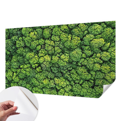 Papel de parede 3D Panorama da floresta