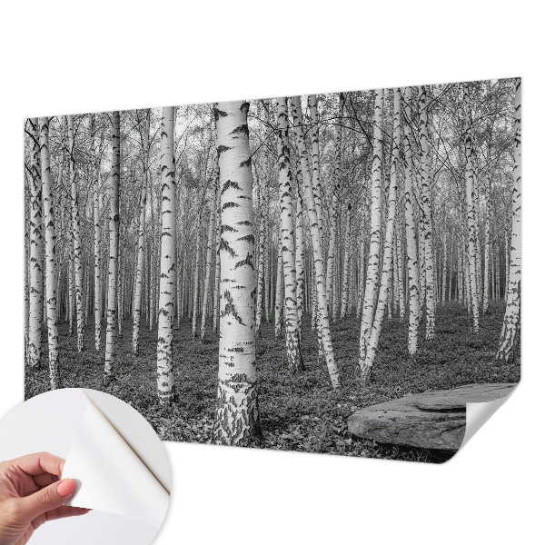Autocolante de parede fotográfico Floresta de bétulas
