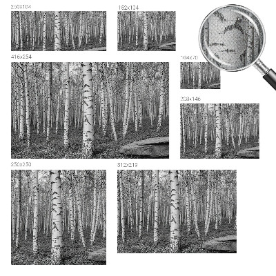Autocolante de parede fotográfico Floresta de bétulas