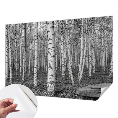 Autocolante de parede fotográfico Floresta de bétulas