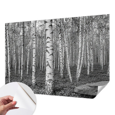 Autocolante de parede fotográfico Floresta de bétulas