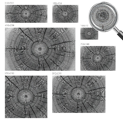 Autocolante de parede fotográfico Harmonia da floresta