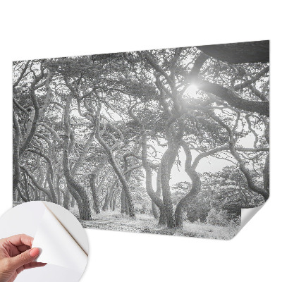 Papel de parede autocolante para quarto Floresta atmosférica