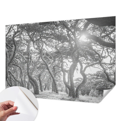 Papel de parede autocolante para quarto Floresta atmosférica