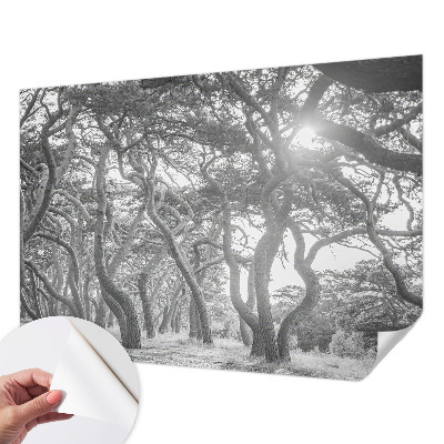Papel de parede autocolante para quarto Floresta atmosférica