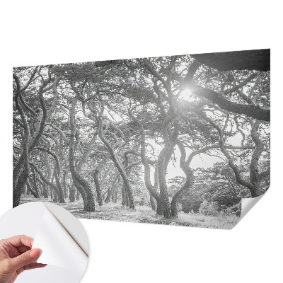 Papel de parede autocolante para quarto Floresta atmosférica