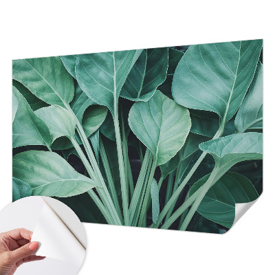 Autocolante de parede fotográfico com motivo de natureza verde