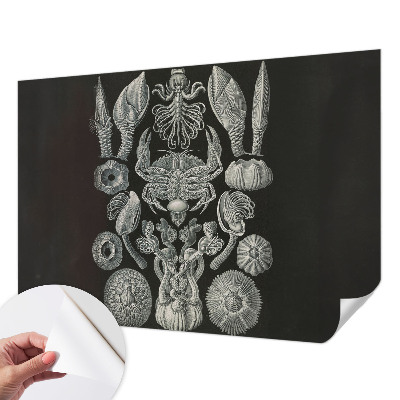 Autocolante de parede fotográfico com tema de formas subaquáticas