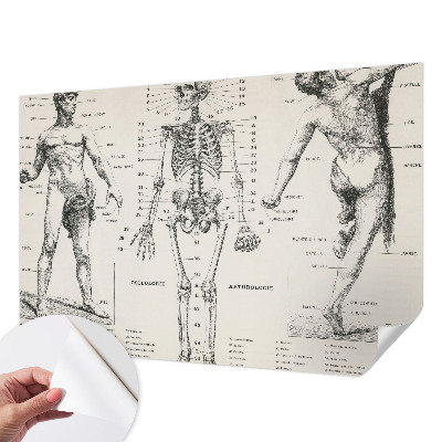 Papel de parede autocolante com estampa de anatomia clássica