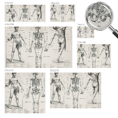 Papel de parede autocolante com estampa de anatomia clássica