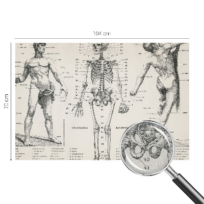 Papel de parede autocolante com estampa de anatomia clássica