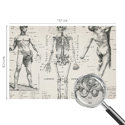 Papel de parede autocolante com estampa de anatomia clássica