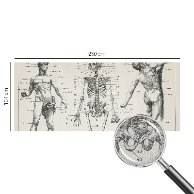 Papel de parede autocolante com estampa de anatomia clássica