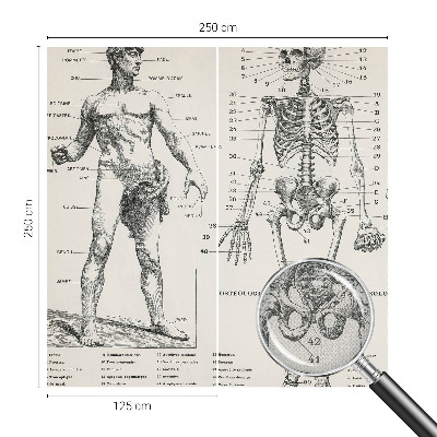 Papel de parede autocolante com estampa de anatomia clássica
