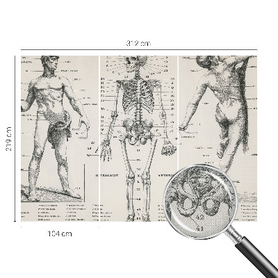 Papel de parede autocolante com estampa de anatomia clássica