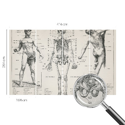 Papel de parede autocolante com estampa de anatomia clássica