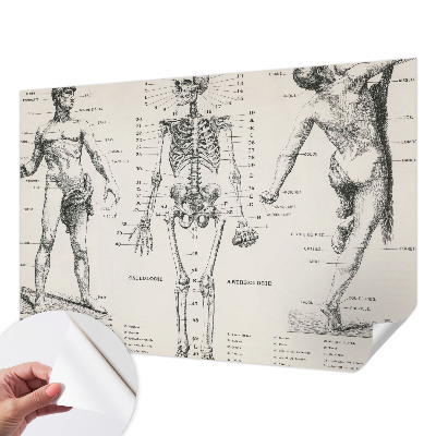Papel de parede autocolante com estampa de anatomia clássica