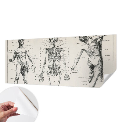 Papel de parede autocolante com estampa de anatomia clássica