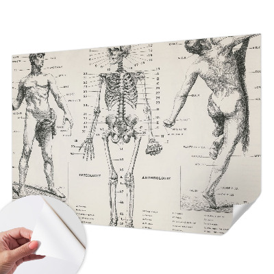 Papel de parede autocolante com estampa de anatomia clássica