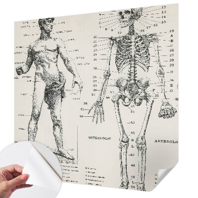 Papel de parede autocolante com estampa de anatomia clássica
