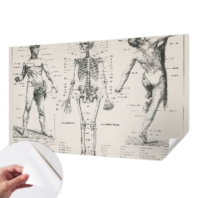 Papel de parede autocolante com estampa de anatomia clássica