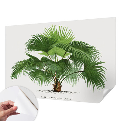 Autocolante de parede fotográfico com imagem de palmeira exótica
