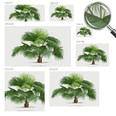 Autocolante de parede fotográfico Palmeira exótica