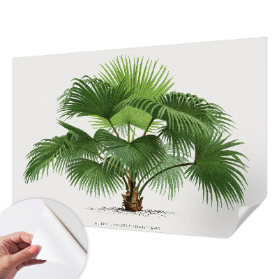 Autocolante de parede fotográfico Palmeira exótica