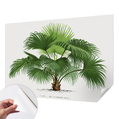 Autocolante de parede fotográfico Palmeira exótica
