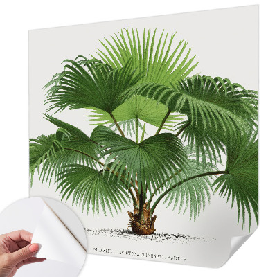 Autocolante de parede fotográfico Palmeira exótica