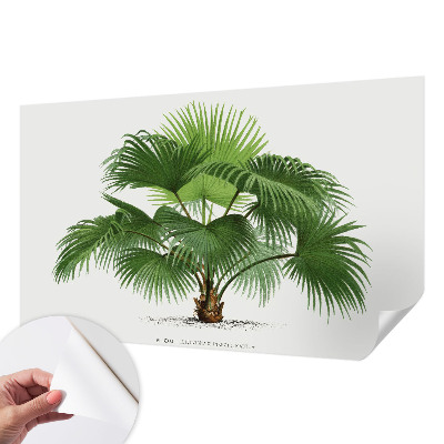 Autocolante de parede fotográfico Palmeira exótica