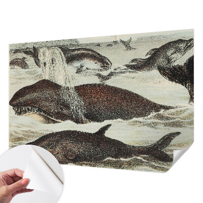 Papel de parede autocolante para quarto criaturas marinhas