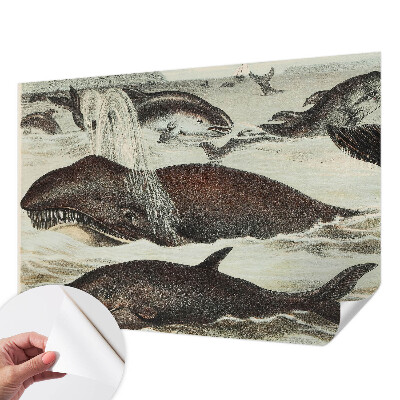 Papel de parede autocolante para quarto criaturas marinhas