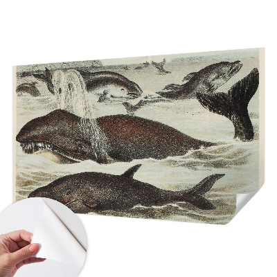 Papel de parede autocolante para quarto criaturas marinhas