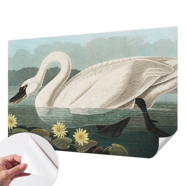 Autocolante de parede fotográfico Cisne e nenúfares