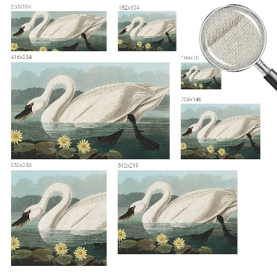 Autocolante de parede fotográfico Cisne e nenúfares