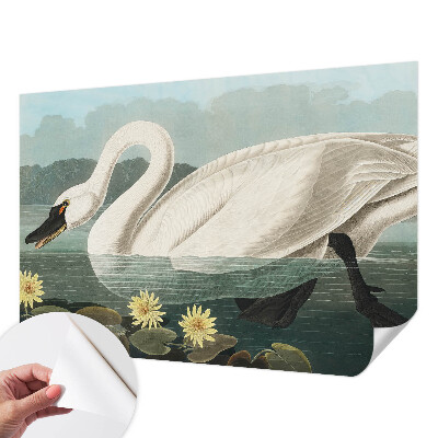 Autocolante de parede fotográfico Cisne e nenúfares