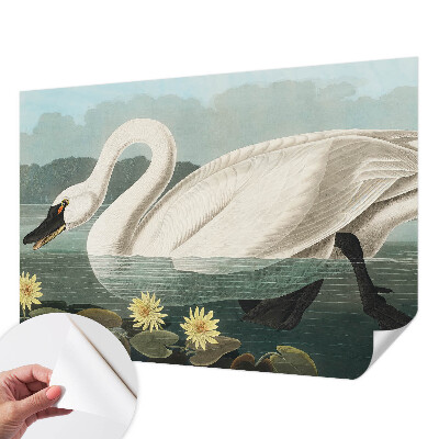 Autocolante de parede fotográfico Cisne e nenúfares