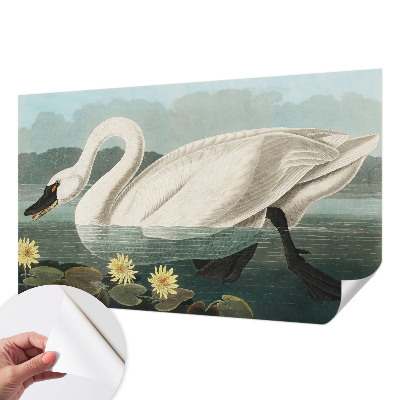 Autocolante de parede fotográfico Cisne e nenúfares