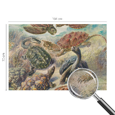 Papel de parede 3D Fauna de tartarugas