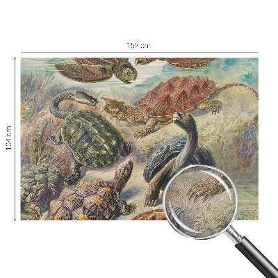 Papel de parede 3D Fauna de tartarugas